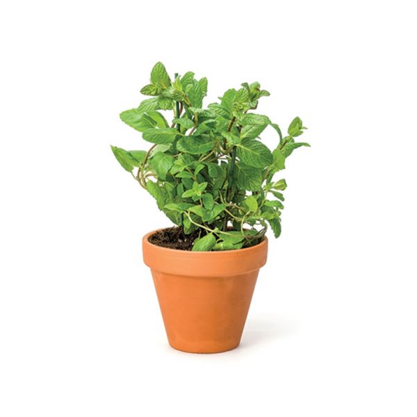 Herb Living Pot Mint