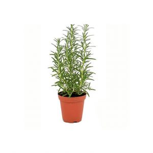 Herb Living Pot Rosemary