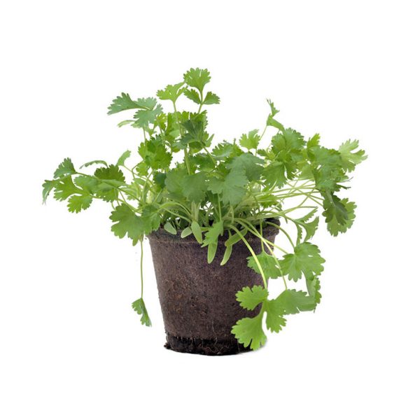 Herb Pot Living Coriander