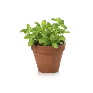 Herb Living Pot Basil