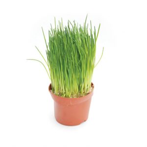 Herb Living Pot Chives